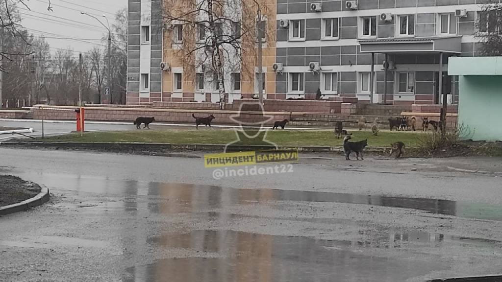 Фото: Инцидент Барнаул