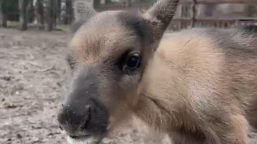 Фото: скрин видео