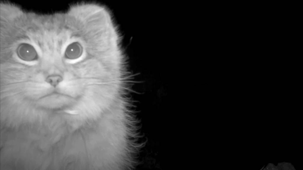 Фото: кадр из видео