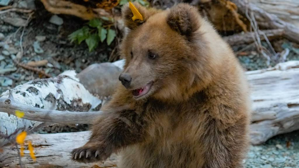 Фото: Алтайский биосферный заповедник