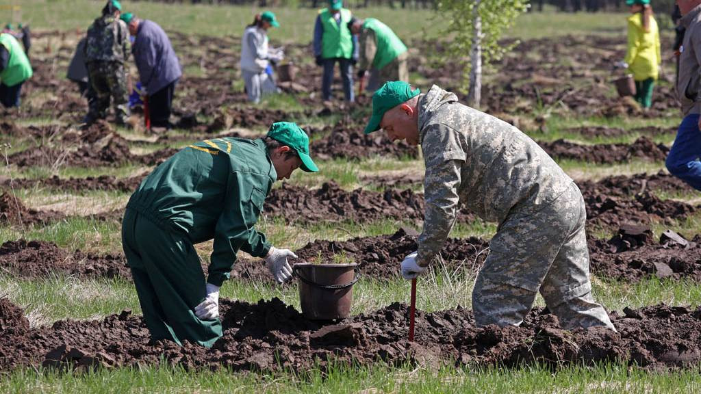 В 2024 году в Алтайском крае высадили почти 700 тысяч деревьев в рамках акции «Сад памяти» Фото №1