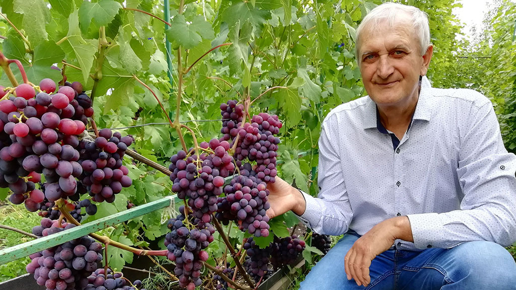 Виноделы из Алтайского края рассказали, как нужно ухаживать за виноградом Фото №2