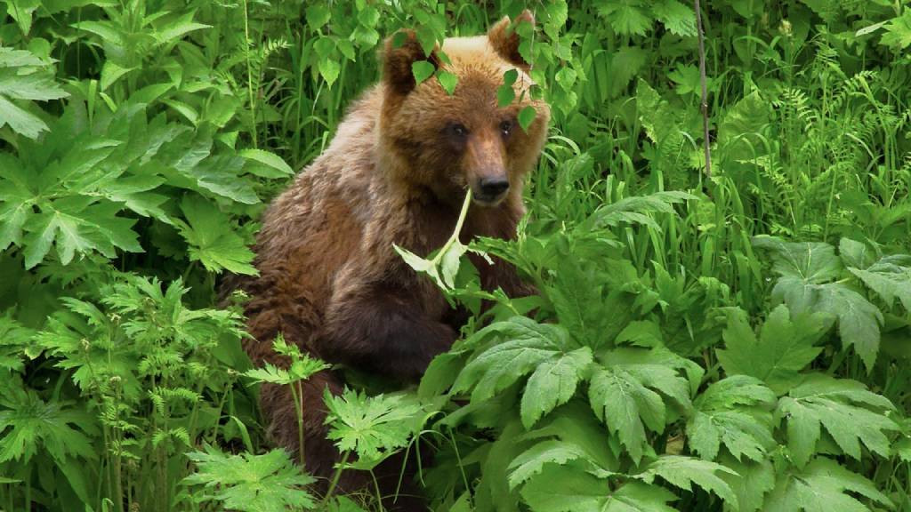 Фото: Роман Воробьёв, Татьяна Клименко