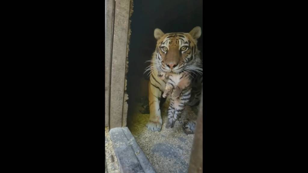 Фото: кадр из видео
