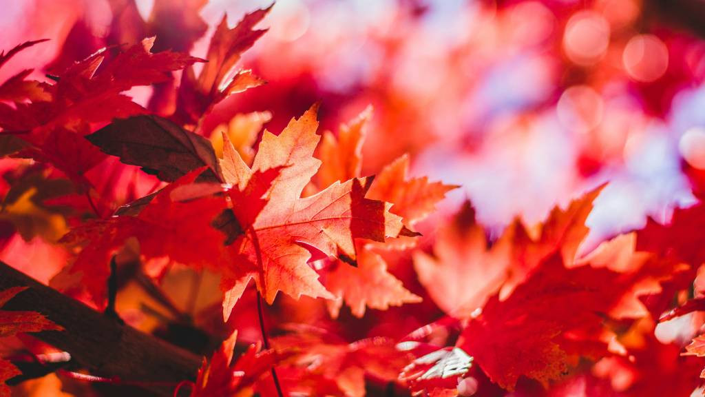 Фото: unsplash.com