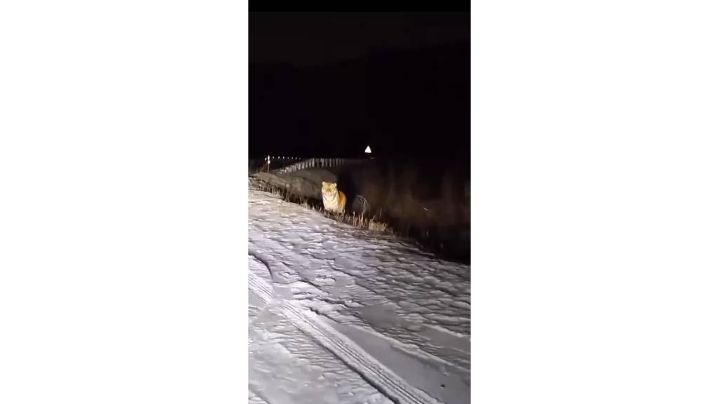 Фото: кадр из видео