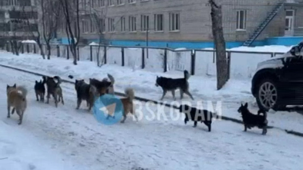 Фото: скрин видео