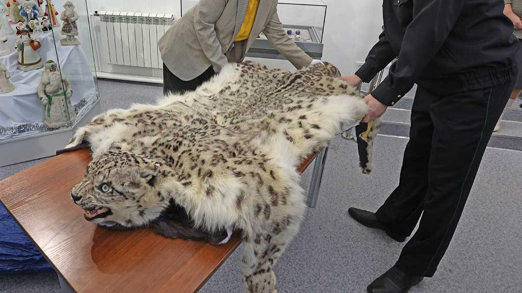Житель Алтайского края выплатил миллион рублей штрафа за «коврик» из шкуры барса Фото №1