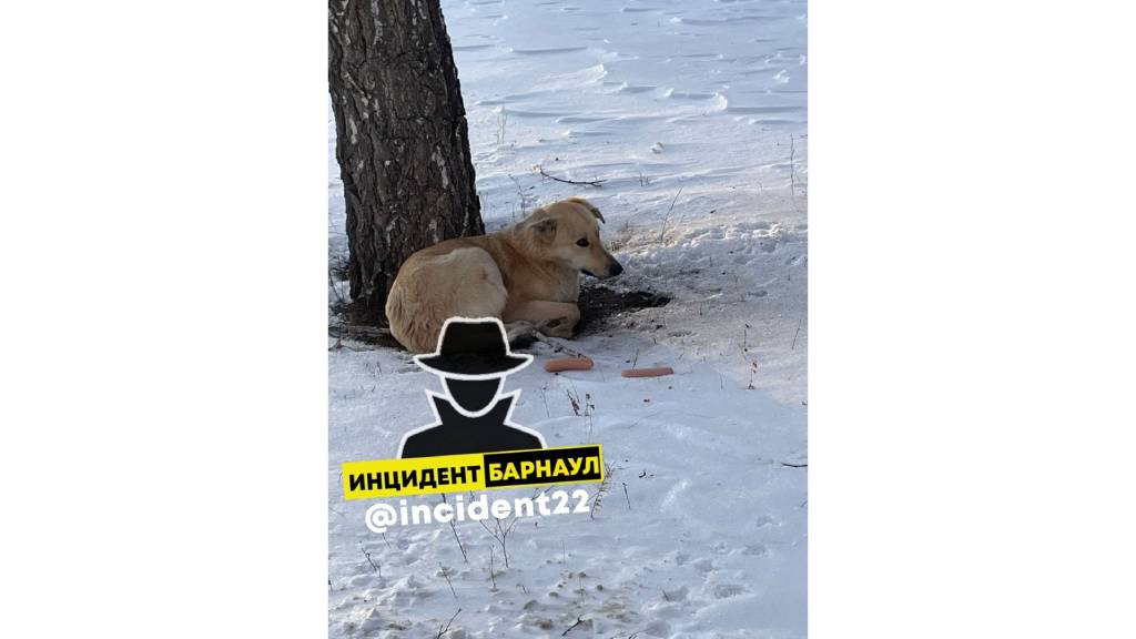 Фото: Инцидент Барнаул
