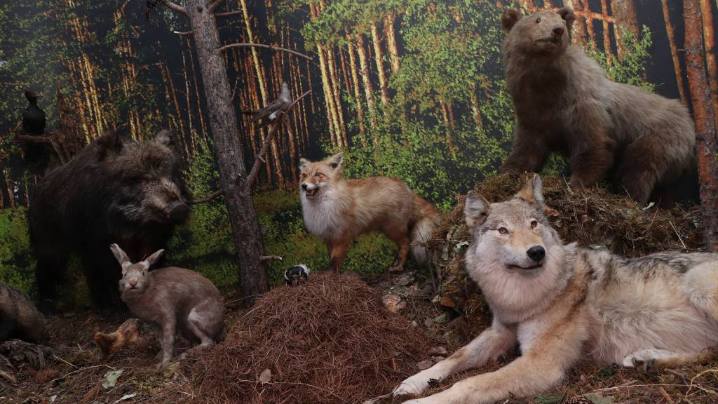 Фото: Алтайский государственный краеведческий музей