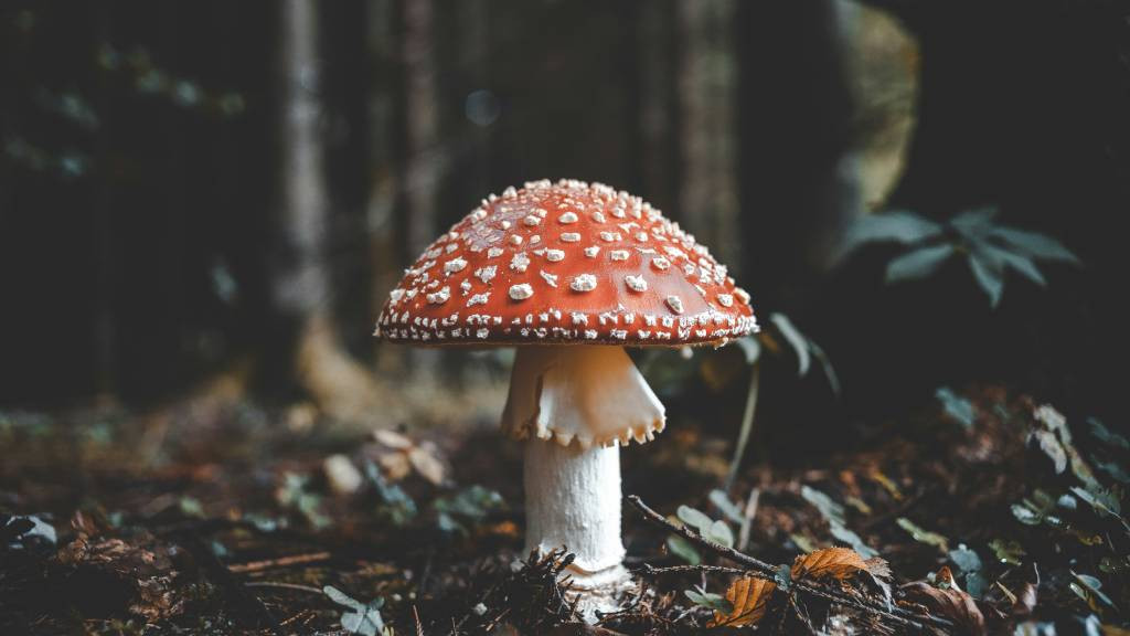 Фото: unsplash.com