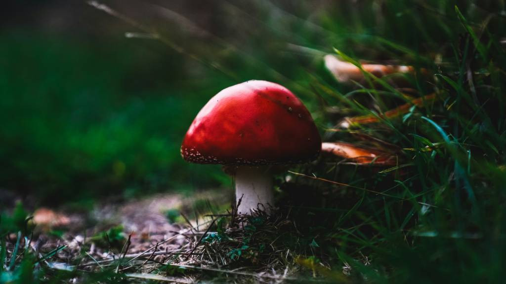 Фото: unsplash.com