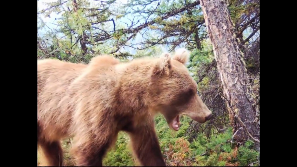 Фото: кадр из видео