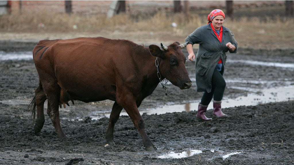 В Алтайском крае поголовье крупного рогатого скота составило 487,8 тысяч голов Фото №1