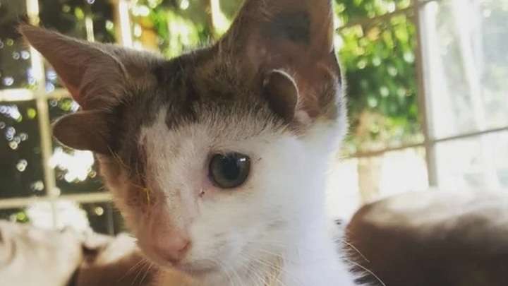 Странный котенок с четырьмя ушами был спасен от гибели и вырос красавцем Фото №1