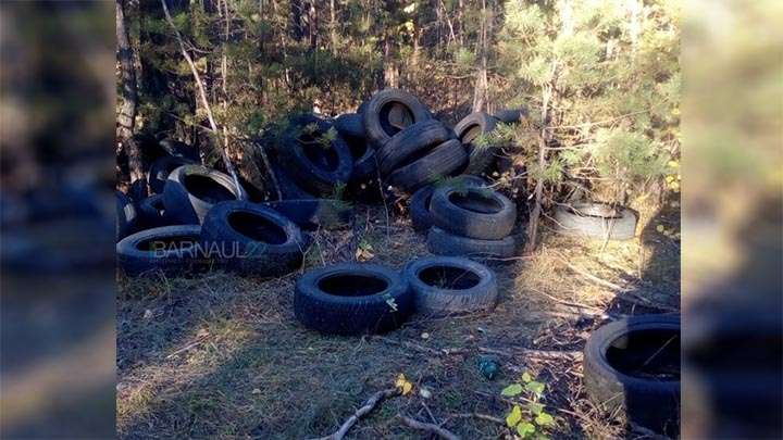 Покрышки и пакеты. Новые стихийные свалки обнаружили в ленточном бору Фото №1