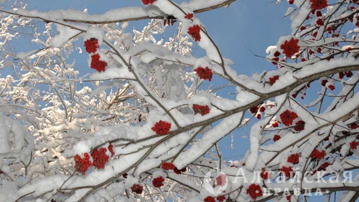 В Алтайском крае произойдет мощный обвал холода Фото №1