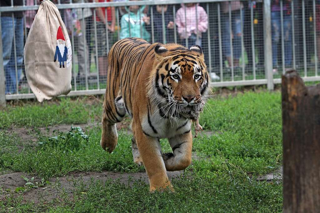 Тайгер москва. Барнаульский зоопарк тигрица Багира. Тигрята в барнаульском зоопарке. Маяк Барнаульский зоопарк.
