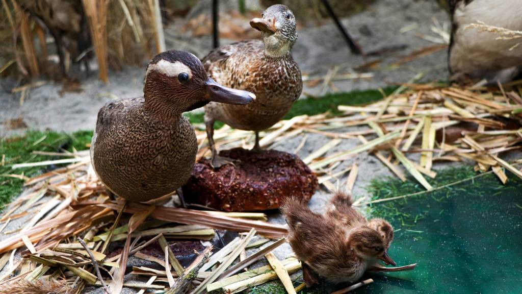 Фото: Алтайский государственный краеведческий музей фото