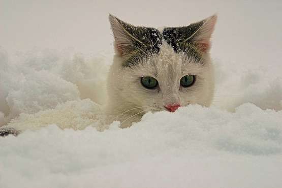 Зимние коты. 15 фото, на которых усатые зарываются в снег и играют с елкой